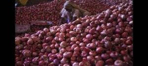 Indian Government Initiates Sale of Subsidized Onions to Counter Soaring Prices