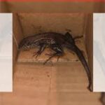 Colombian Woman Shocked to Find Lizard in Place of Air Fryer from Amazon