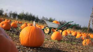 North Carolina Man Wins ₹1.2 Crore Lottery After Selling Pumpkins