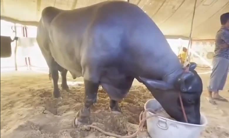 aryana’s ₹23 Crore Buffalo, Anmol, Lives a Luxurious Life with Daily Diet of Dry Fruits, Eggs, and Special Grooming