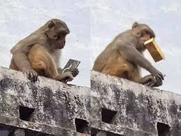 Monkey Steals Samsung Phone in Vrindavan, Trades It for Mango Drink – Video Goes Viral